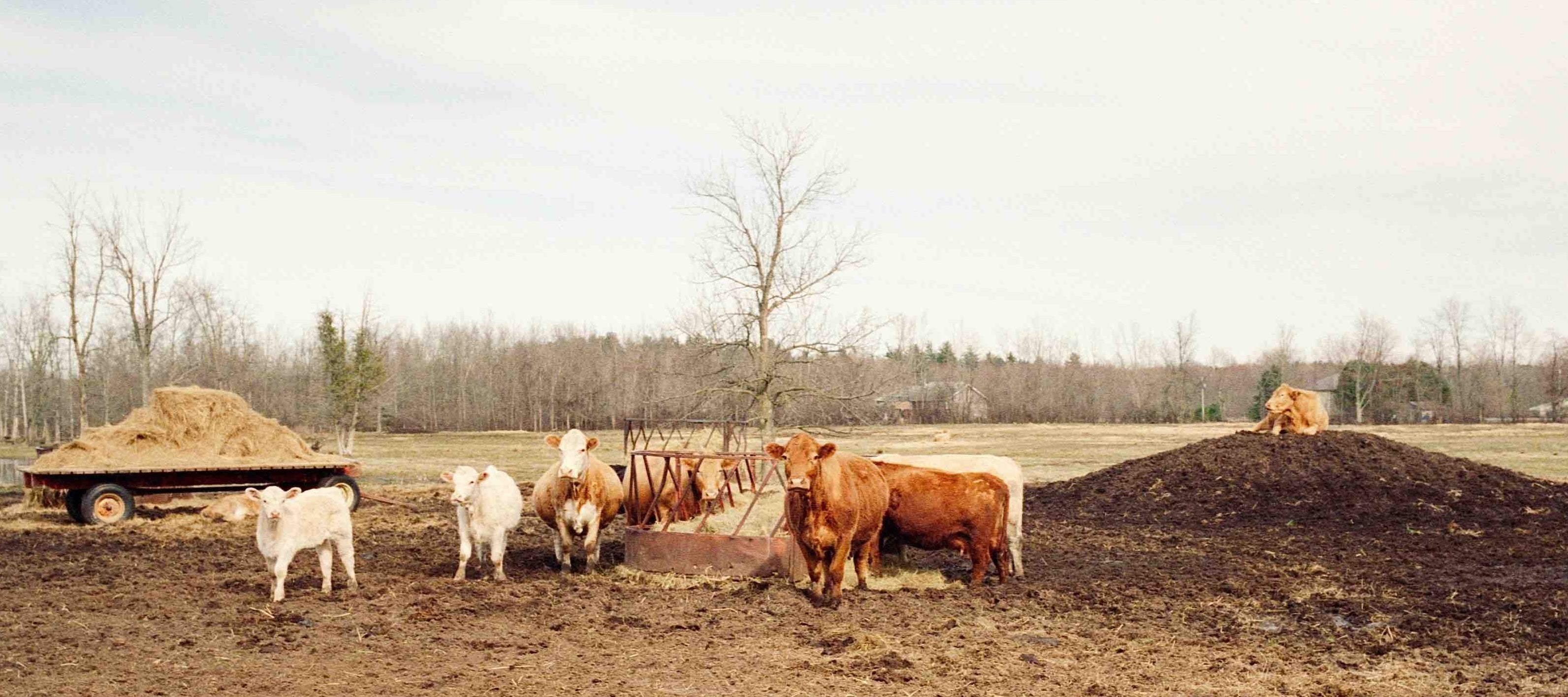 Cows on a farm, the source of tallow used in animal-fat skincare