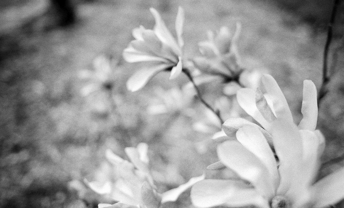 GO VEGAN | SAVE LIVES